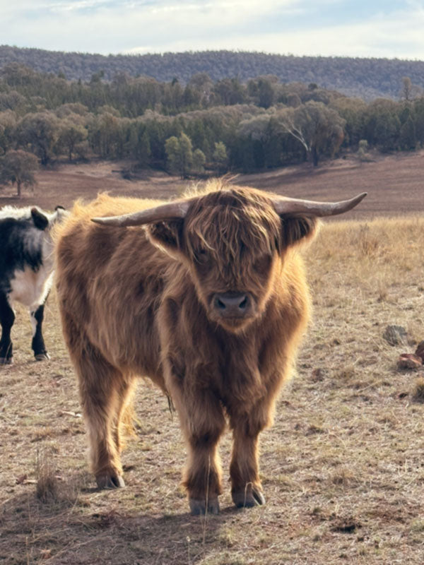 A beautiful highland cow at Glen Donald Estate in the Central West of New South Wales