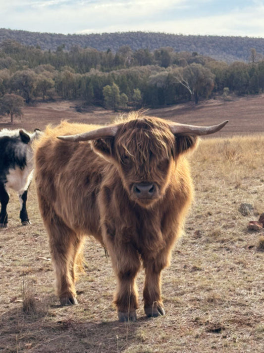 A beautiful highland cow at Glen Donald Estate in the Central West of New South Wales