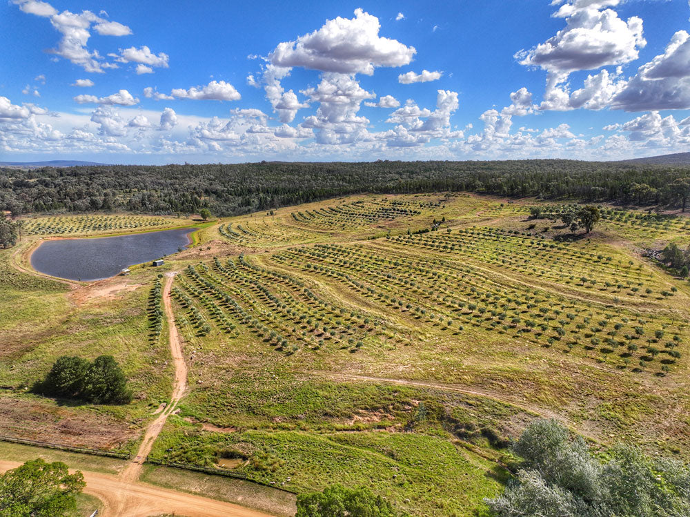 Glen Donald Estate Australian olive produce and farm visit experience